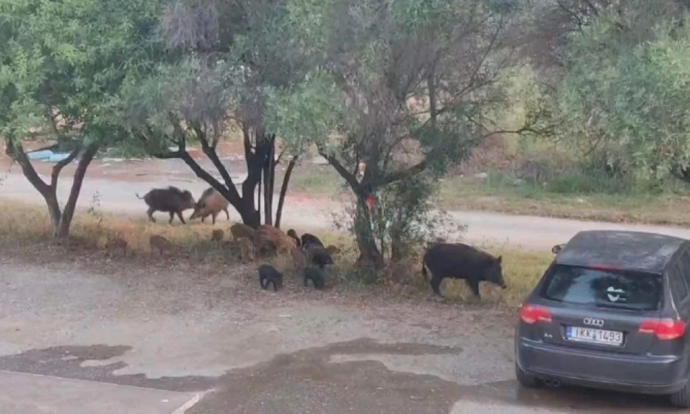 Θεσσαλονίκη: Ανεξέλεγκτη η κατάσταση με τα αγριογούρουνα - Νέα αγέλη στη Θέρμη